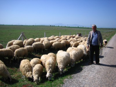 [ The flock and the shepherd, Konya, Turkey ]